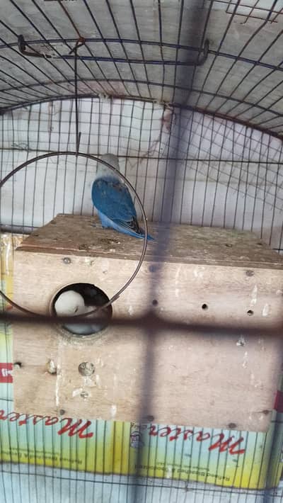 Nail tail fly ok active and healthy birds home. breed.