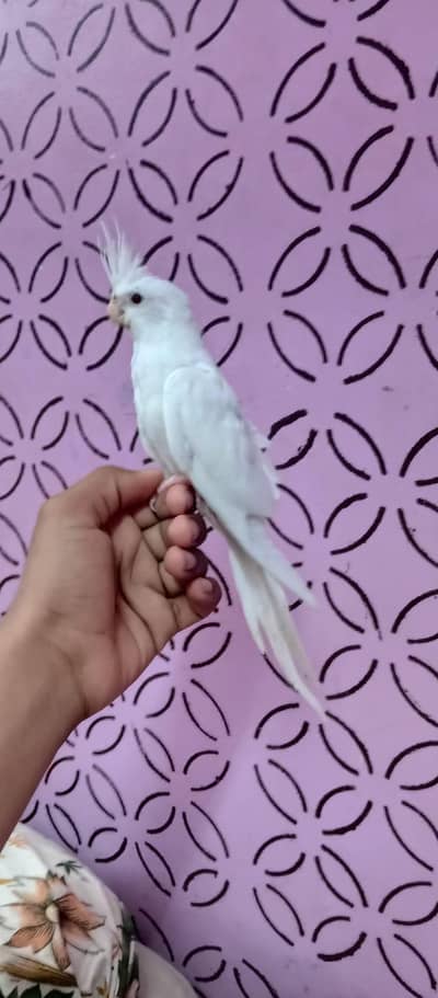 white cocktail pattha handtame freindly WhatsApp number 03212754418