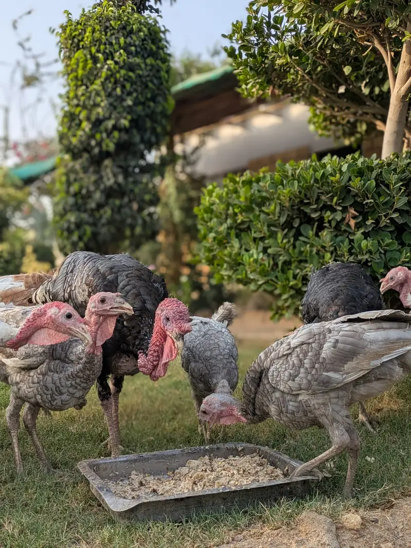 Turkey males for sale