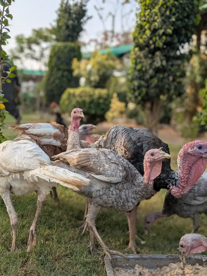 Turkey males for sale — photo 2