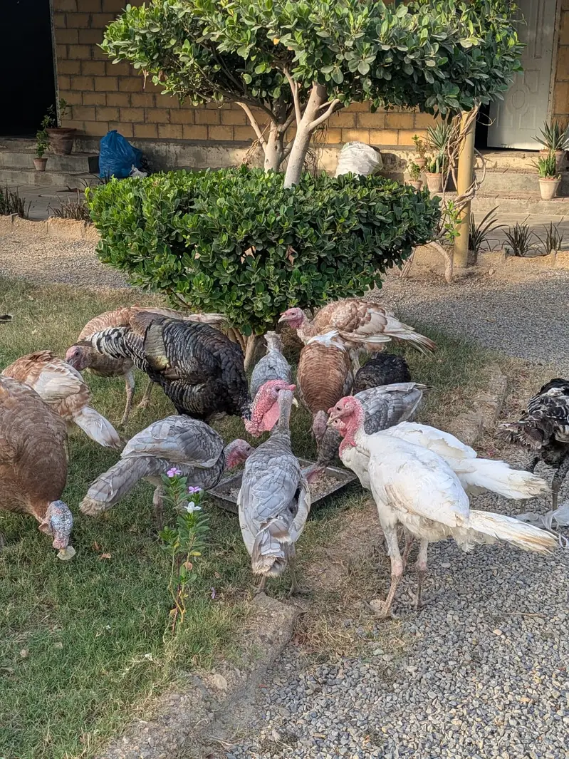 Turkey males for sale — photo 3