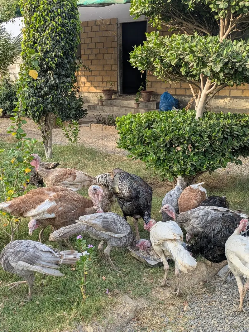 Turkey males for sale — photo 4