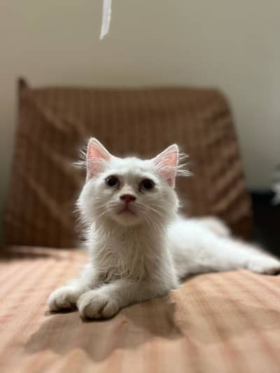Persian cat