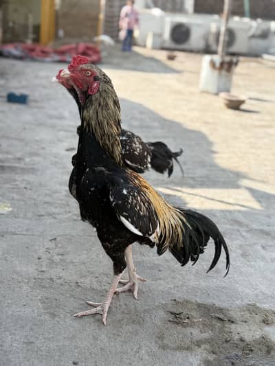 Jawa patha for sale