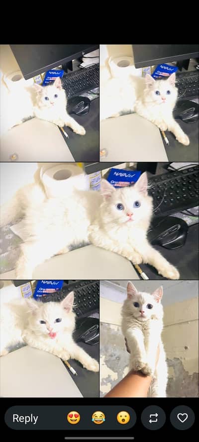 Persian kitten male for sale