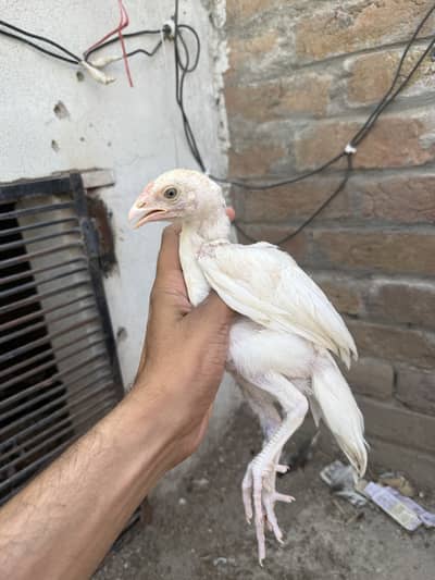 Heera chicks for sale active and healhty. A.