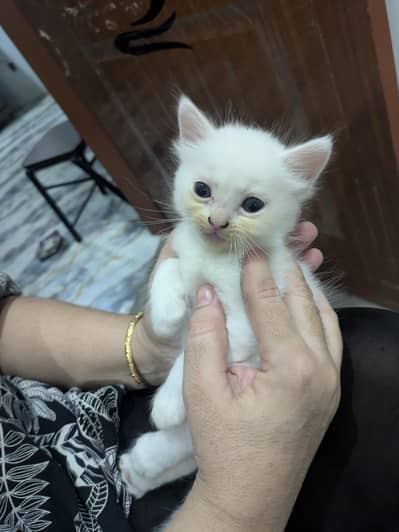 Persian cat gender male for sale