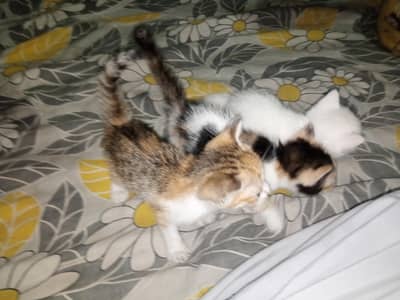 my cats babay sell