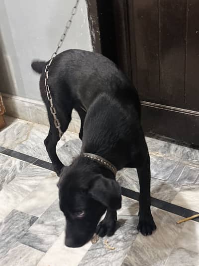 Lebordog or kouc khas pata ni mesg karo vedio sahare karo