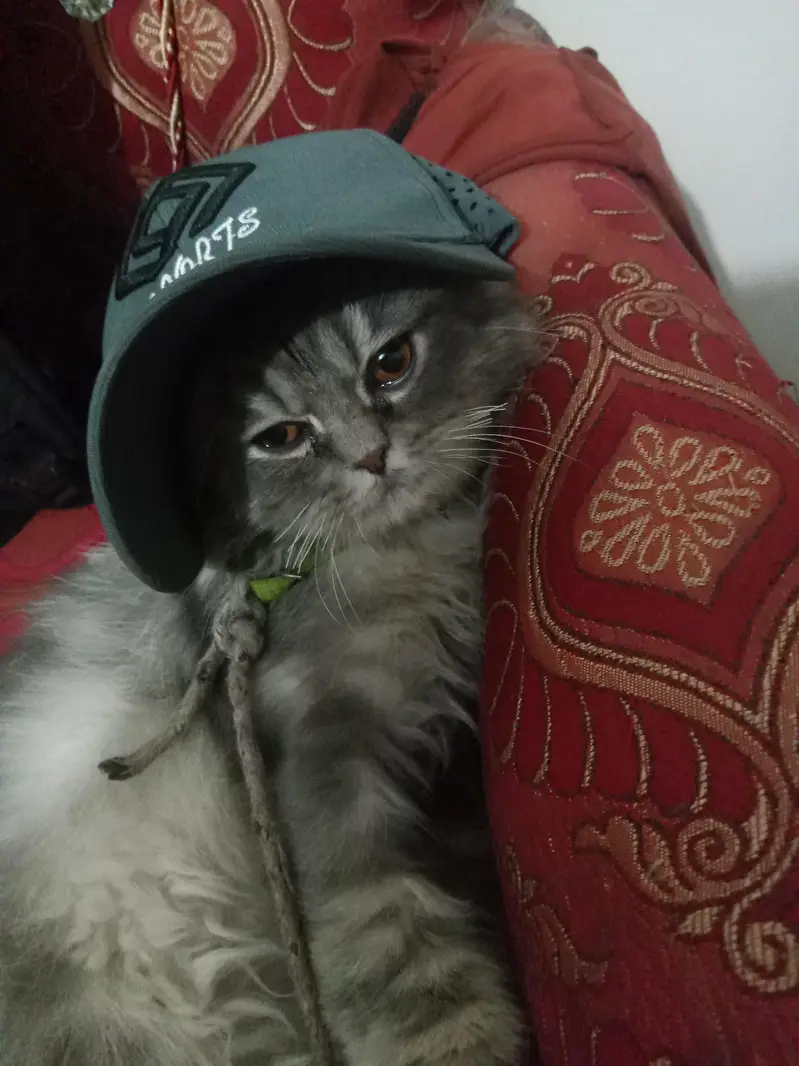 Persian Male Cat