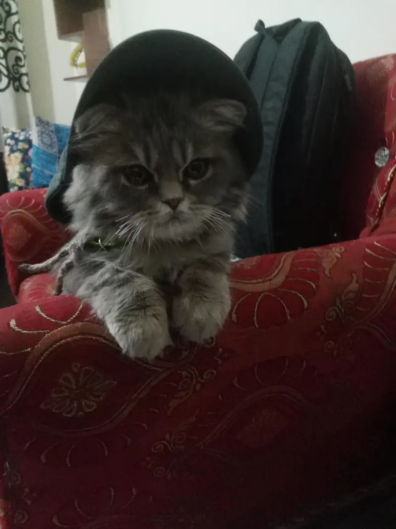 Persian Male Cat — photo 2