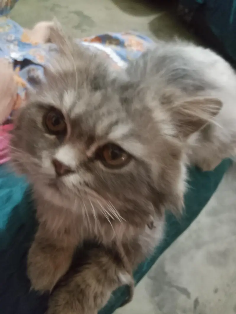 Persian Male Cat — photo 3