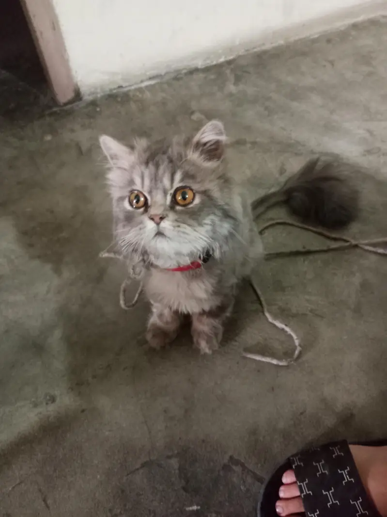 Persian Male Cat — photo 4
