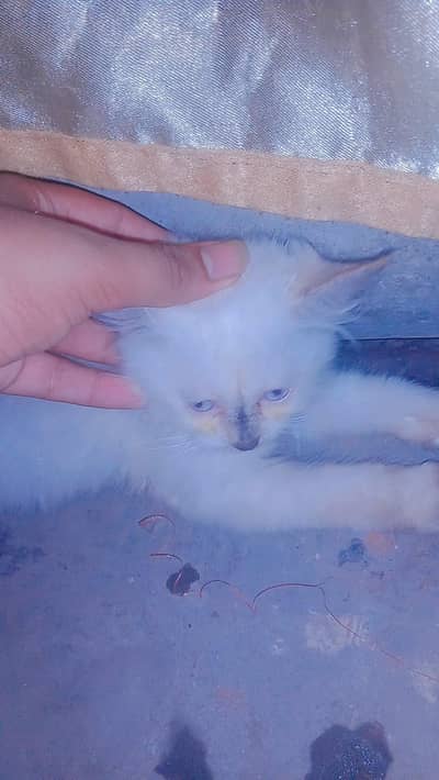 white colur