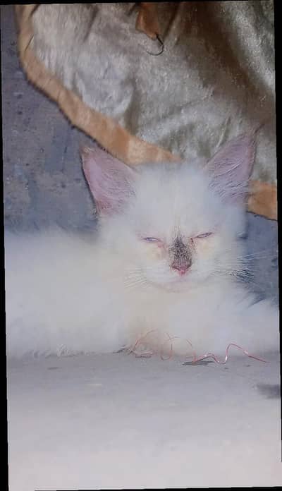 white colur