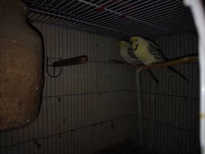 1 healthy pair TCB with cage and 1 healthy pair lovebird albino with
