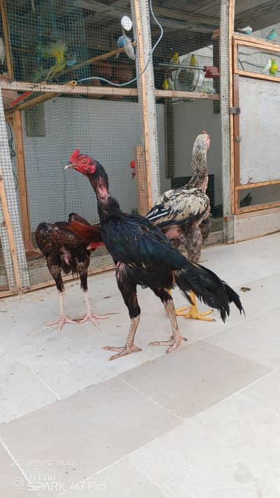 pure aseel pair and chicks