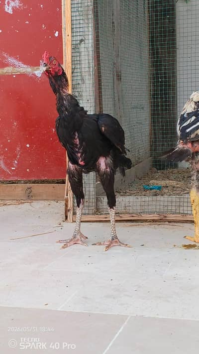 pure aseel pair and chicks
