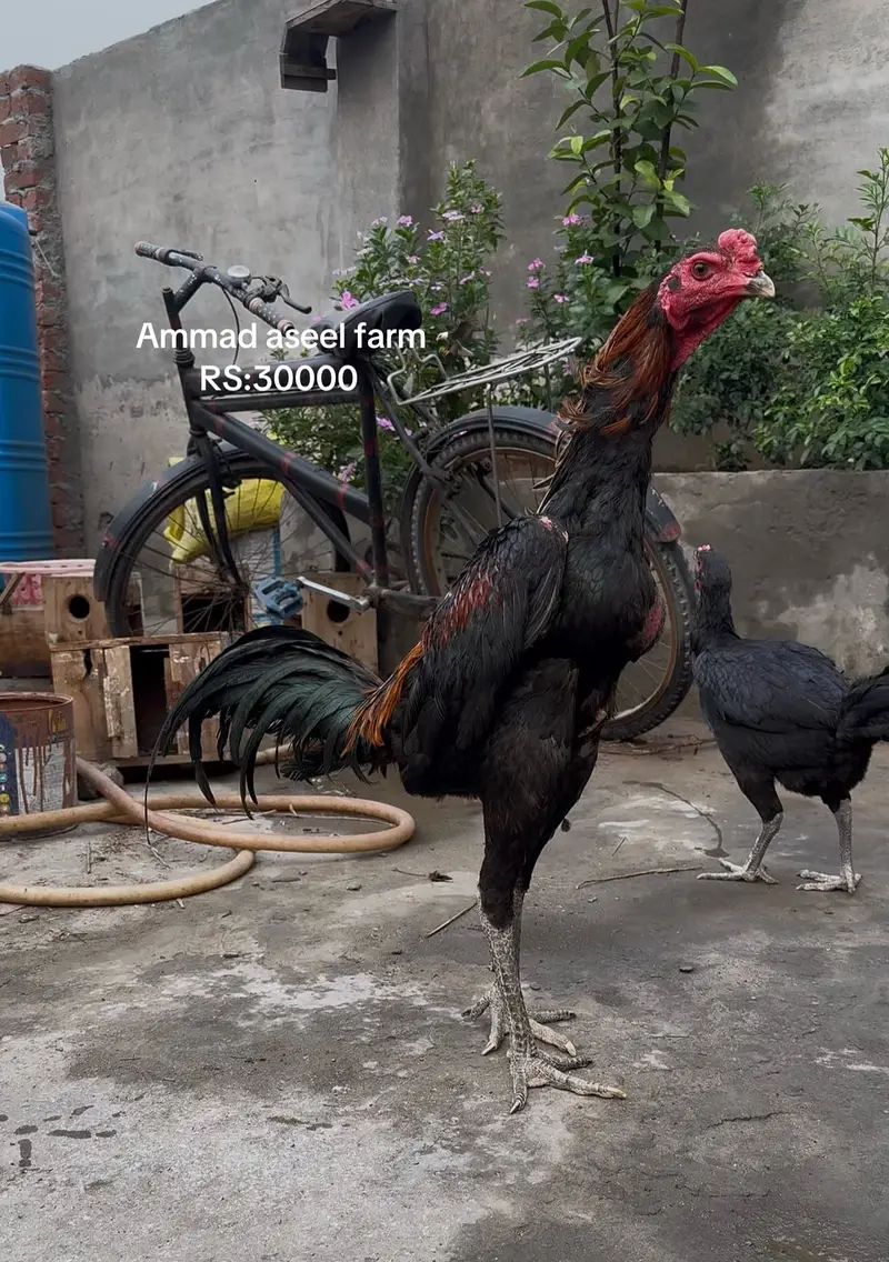 Top quality pakoya morgha available long hight 03020448380 — photo 2