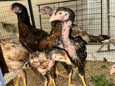 Hens for sale