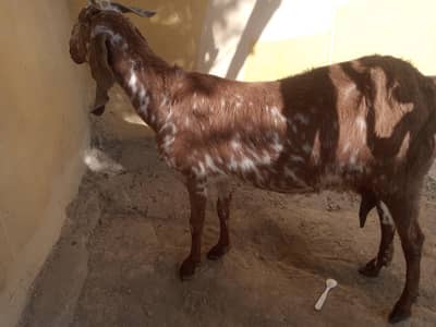 bakri for sale