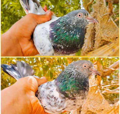 Kabli high fly pair for sale. . .