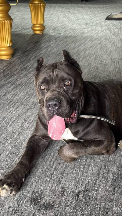 cane Corso male available for stud