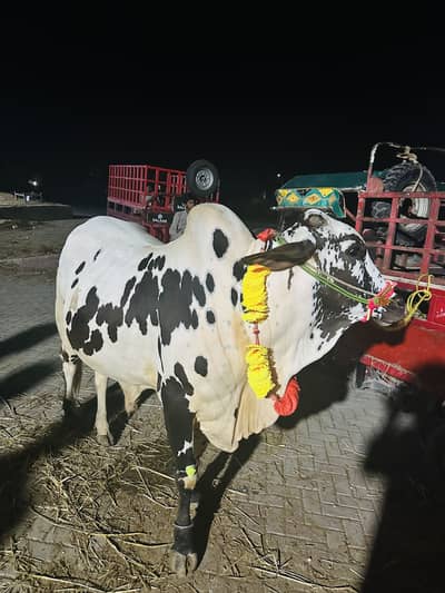 Bull for sale