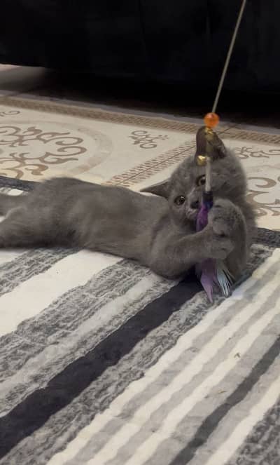 British Shorthair Female kitten