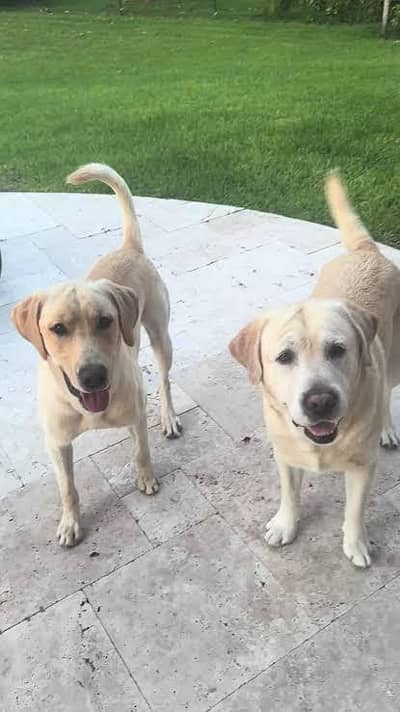 Labrador female available for sale
