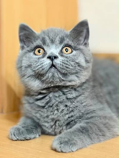 British Short Hair KIittens Available