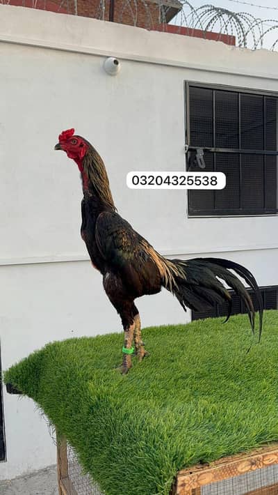 Pakoyai Dragon 03204325538
