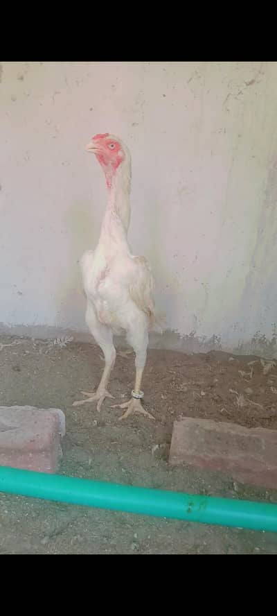 white shamoo female