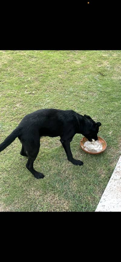 Labrador male puppy