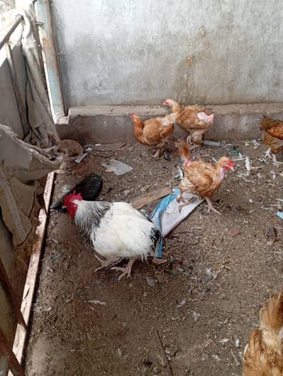 GOLDEN MISRI AUR BUFF FEMALE