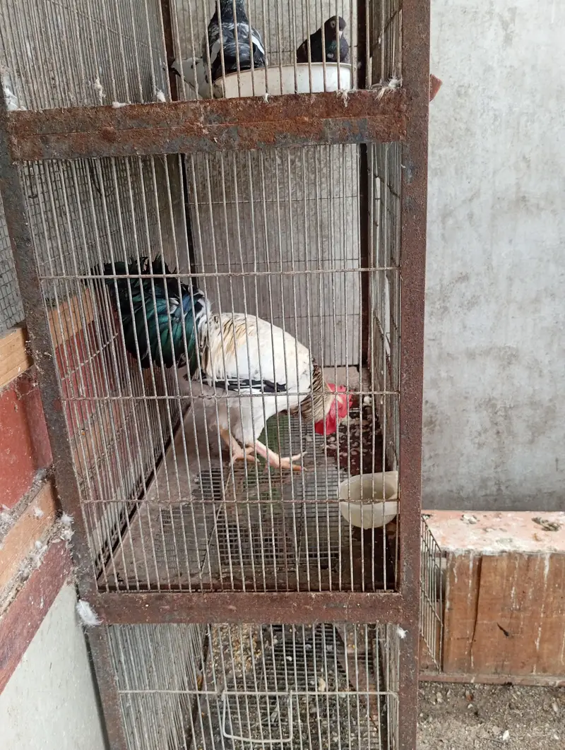 GOLDEN MISRI AUR BUFF FEMALE — photo 2