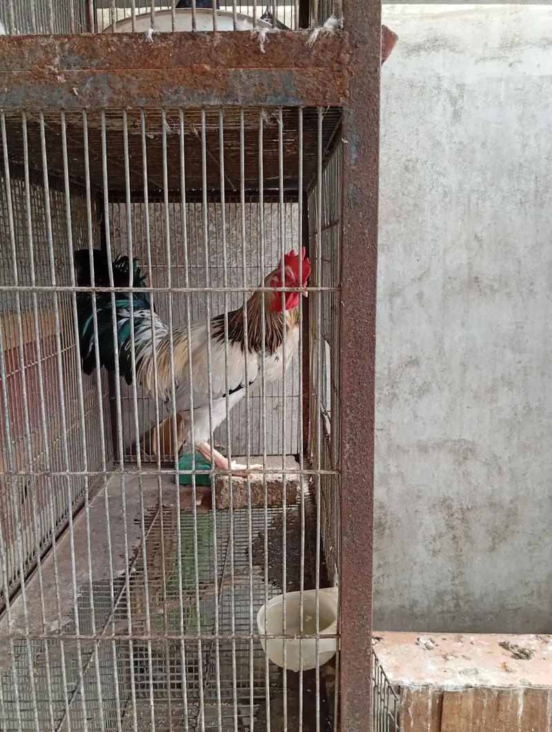 GOLDEN MISRI AUR BUFF FEMALE — photo 4