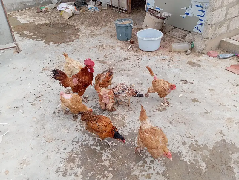 GOLDEN MISRI AUR BUFF FEMALE — photo 5