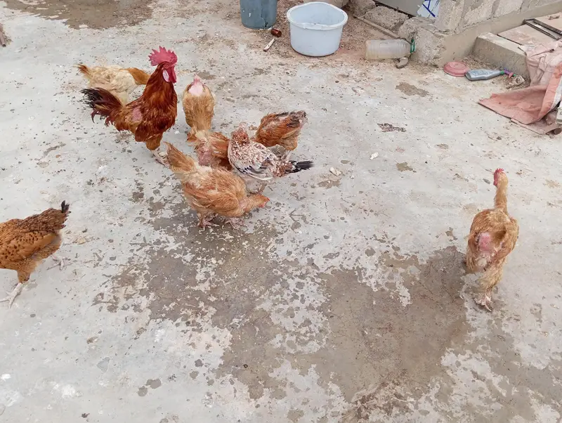 GOLDEN MISRI AUR BUFF FEMALE — photo 6