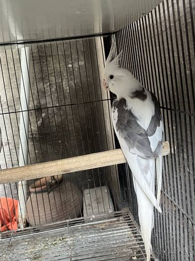 cockatail pair avalibal ha breeder ha