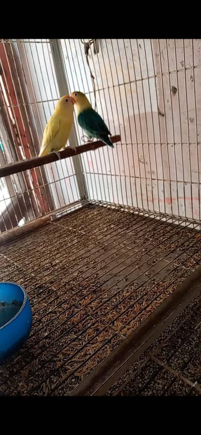 love birds