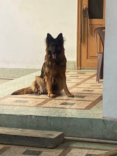 German shepherd