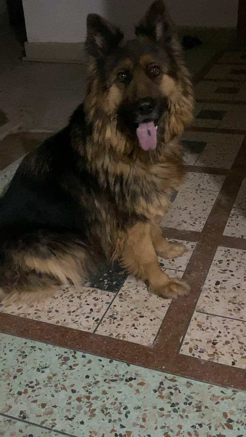German shepherd 1