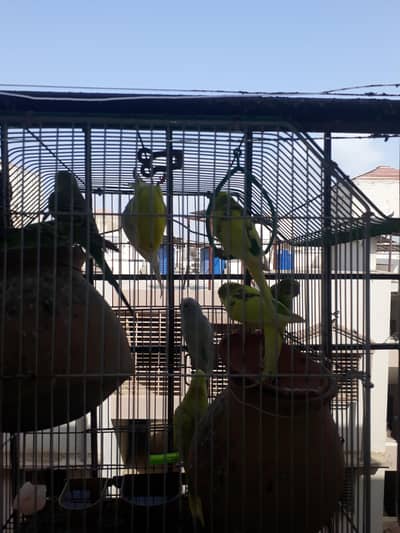 Australian parrots