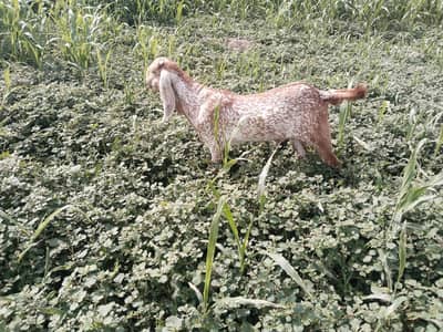 desi Bakra for Sale 03405796364