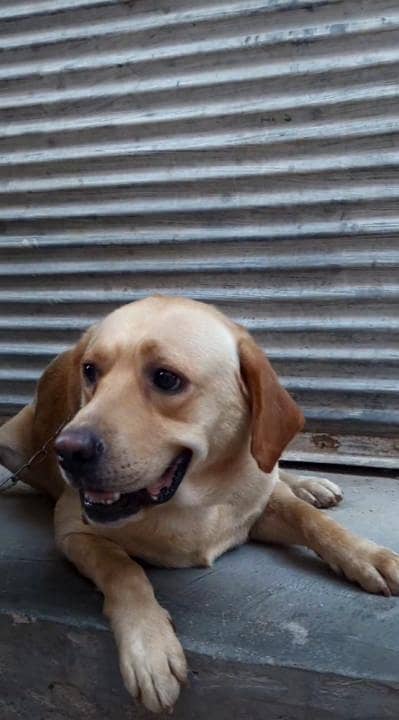 American Labra dog