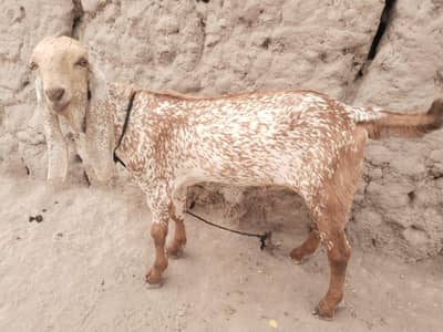desi Bakra for Sale Call 03405796364