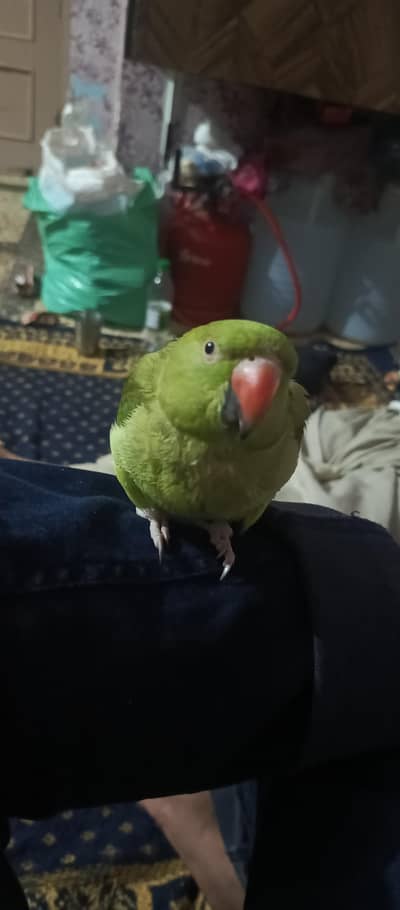 Green Ringneck female Parrot Handtame No bite talking.