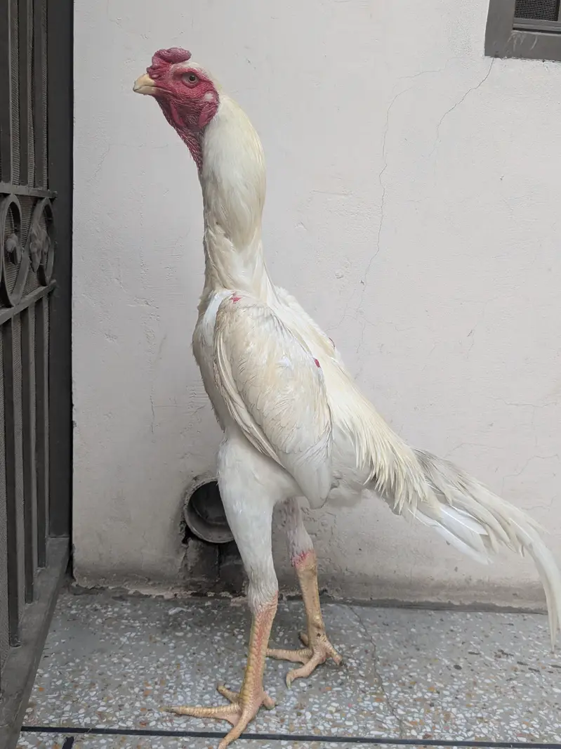 White O shamo — photo 2