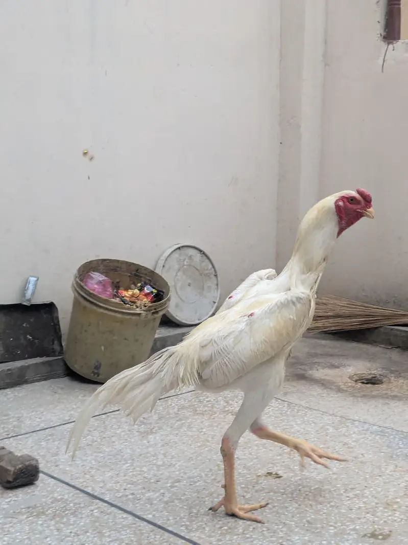 White O shamo — photo 3